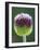 Close-Up of Allium Flower-Clive Nichols-Framed Photographic Print