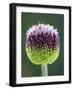 Close-Up of Allium Flower-Clive Nichols-Framed Photographic Print