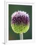 Close-Up of Allium Flower-Clive Nichols-Framed Photographic Print