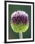 Close-Up of Allium Flower-Clive Nichols-Framed Photographic Print