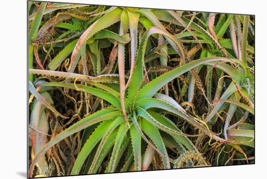 Close-up of aloe plant growing in San Diego, California.-Stuart Westmorland-Mounted Photographic Print