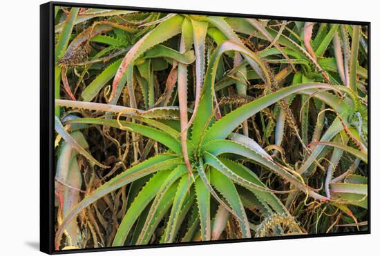 Close-up of aloe plant growing in San Diego, California.-Stuart Westmorland-Framed Stretched Canvas