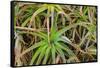 Close-up of aloe plant growing in San Diego, California.-Stuart Westmorland-Framed Stretched Canvas