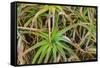 Close-up of aloe plant growing in San Diego, California.-Stuart Westmorland-Framed Stretched Canvas