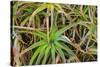 Close-up of aloe plant growing in San Diego, California.-Stuart Westmorland-Stretched Canvas