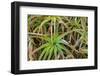 Close-up of aloe plant growing in San Diego, California.-Stuart Westmorland-Framed Photographic Print