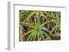 Close-up of aloe plant growing in San Diego, California.-Stuart Westmorland-Framed Photographic Print