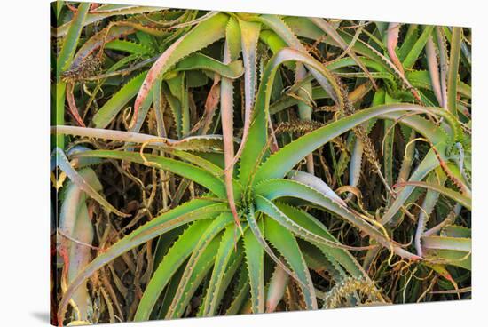 Close-up of aloe plant growing in San Diego, California.-Stuart Westmorland-Stretched Canvas