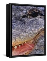 Close up of American Alligator Face (Alligator Mississippiensis) Pennsylvania, USA-Niall Benvie-Framed Stretched Canvas