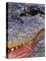 Close up of American Alligator Face (Alligator Mississippiensis) Pennsylvania, USA-Niall Benvie-Stretched Canvas