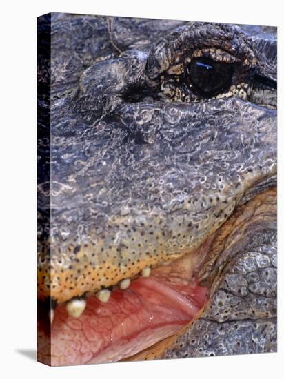 Close up of American Alligator Face (Alligator Mississippiensis) Pennsylvania, USA-Niall Benvie-Stretched Canvas
