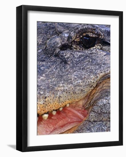 Close up of American Alligator Face (Alligator Mississippiensis) Pennsylvania, USA-Niall Benvie-Framed Photographic Print