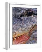 Close up of American Alligator Face (Alligator Mississippiensis) Pennsylvania, USA-Niall Benvie-Framed Photographic Print