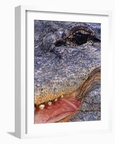 Close up of American Alligator Face (Alligator Mississippiensis) Pennsylvania, USA-Niall Benvie-Framed Photographic Print