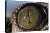 Close-Up of American Crocodile Eye-W. Perry Conway-Stretched Canvas
