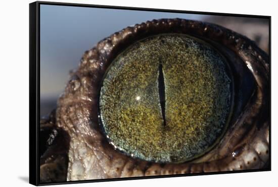 Close-Up of American Crocodile Eye-W. Perry Conway-Framed Stretched Canvas
