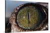 Close-Up of American Crocodile Eye-W. Perry Conway-Stretched Canvas