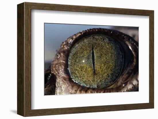 Close-Up of American Crocodile Eye-W. Perry Conway-Framed Photographic Print