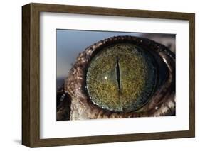 Close-Up of American Crocodile Eye-W. Perry Conway-Framed Photographic Print
