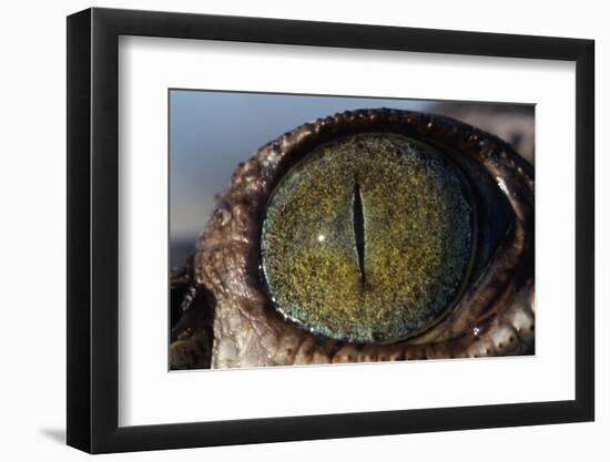 Close-Up of American Crocodile Eye-W. Perry Conway-Framed Photographic Print