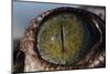 Close-Up of American Crocodile Eye-W. Perry Conway-Mounted Photographic Print