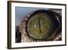 Close-Up of American Crocodile Eye-W. Perry Conway-Framed Photographic Print