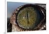 Close-Up of American Crocodile Eye-W. Perry Conway-Framed Photographic Print