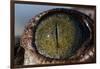 Close-Up of American Crocodile Eye-W. Perry Conway-Framed Photographic Print