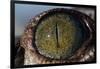 Close-Up of American Crocodile Eye-W. Perry Conway-Framed Photographic Print