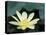 Close-Up of American Lotus Flower, Welder Wildlife Refuge, Rockport, Texas, USA-Rolf Nussbaumer-Stretched Canvas