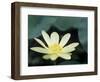 Close-Up of American Lotus Flower, Welder Wildlife Refuge, Rockport, Texas, USA-Rolf Nussbaumer-Framed Premium Photographic Print