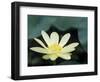 Close-Up of American Lotus Flower, Welder Wildlife Refuge, Rockport, Texas, USA-Rolf Nussbaumer-Framed Premium Photographic Print