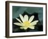 Close-Up of American Lotus Flower, Welder Wildlife Refuge, Rockport, Texas, USA-Rolf Nussbaumer-Framed Photographic Print