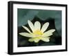 Close-Up of American Lotus Flower, Welder Wildlife Refuge, Rockport, Texas, USA-Rolf Nussbaumer-Framed Photographic Print