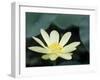 Close-Up of American Lotus Flower, Welder Wildlife Refuge, Rockport, Texas, USA-Rolf Nussbaumer-Framed Photographic Print