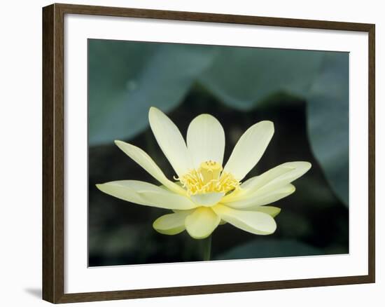 Close-Up of American Lotus Flower, Welder Wildlife Refuge, Rockport, Texas, USA-Rolf Nussbaumer-Framed Photographic Print