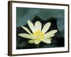 Close-Up of American Lotus Flower, Welder Wildlife Refuge, Rockport, Texas, USA-Rolf Nussbaumer-Framed Photographic Print