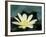 Close-Up of American Lotus Flower, Welder Wildlife Refuge, Rockport, Texas, USA-Rolf Nussbaumer-Framed Photographic Print