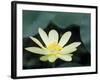 Close-Up of American Lotus Flower, Welder Wildlife Refuge, Rockport, Texas, USA-Rolf Nussbaumer-Framed Photographic Print