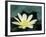 Close-Up of American Lotus Flower, Welder Wildlife Refuge, Rockport, Texas, USA-Rolf Nussbaumer-Framed Photographic Print