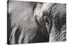 Close-Up of an African Elephant (Loxodonta Africana)-Sergio Pitamitz-Stretched Canvas