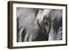 Close-Up of an African Elephant (Loxodonta Africana)-Sergio Pitamitz-Framed Photographic Print