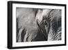 Close-Up of an African Elephant (Loxodonta Africana)-Sergio Pitamitz-Framed Photographic Print