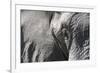 Close-Up of an African Elephant (Loxodonta Africana)-Sergio Pitamitz-Framed Photographic Print