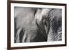 Close-Up of an African Elephant (Loxodonta Africana)-Sergio Pitamitz-Framed Photographic Print