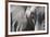 Close-Up of an African Elephant (Loxodonta Africana)-Sergio Pitamitz-Framed Photographic Print