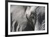 Close-Up of an African Elephant (Loxodonta Africana)-Sergio Pitamitz-Framed Photographic Print