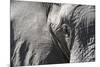 Close-Up of an African Elephant (Loxodonta Africana)-Sergio Pitamitz-Mounted Photographic Print