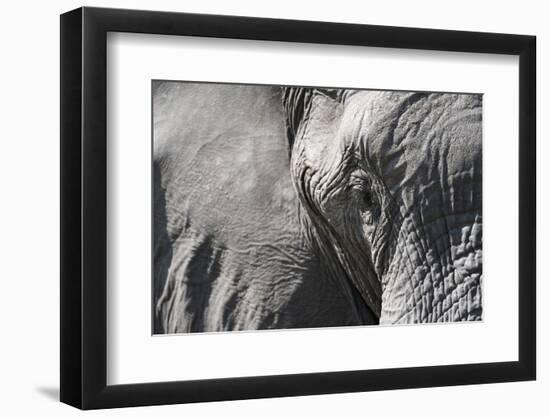 Close-Up of an African Elephant (Loxodonta Africana)-Sergio Pitamitz-Framed Photographic Print