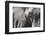 Close-Up of an African Elephant (Loxodonta Africana)-Sergio Pitamitz-Framed Photographic Print